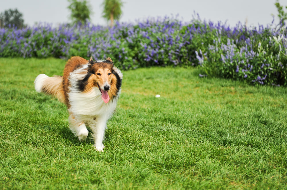 Колли неплохо относятся к другим питомцам