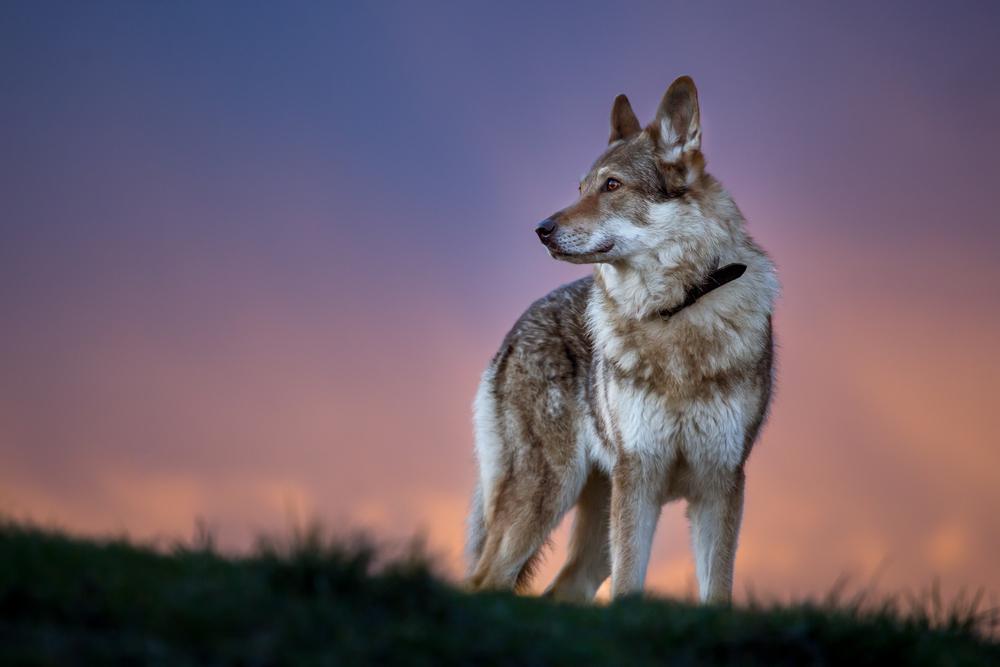 Уход за чехословацкой волчьей собакой 