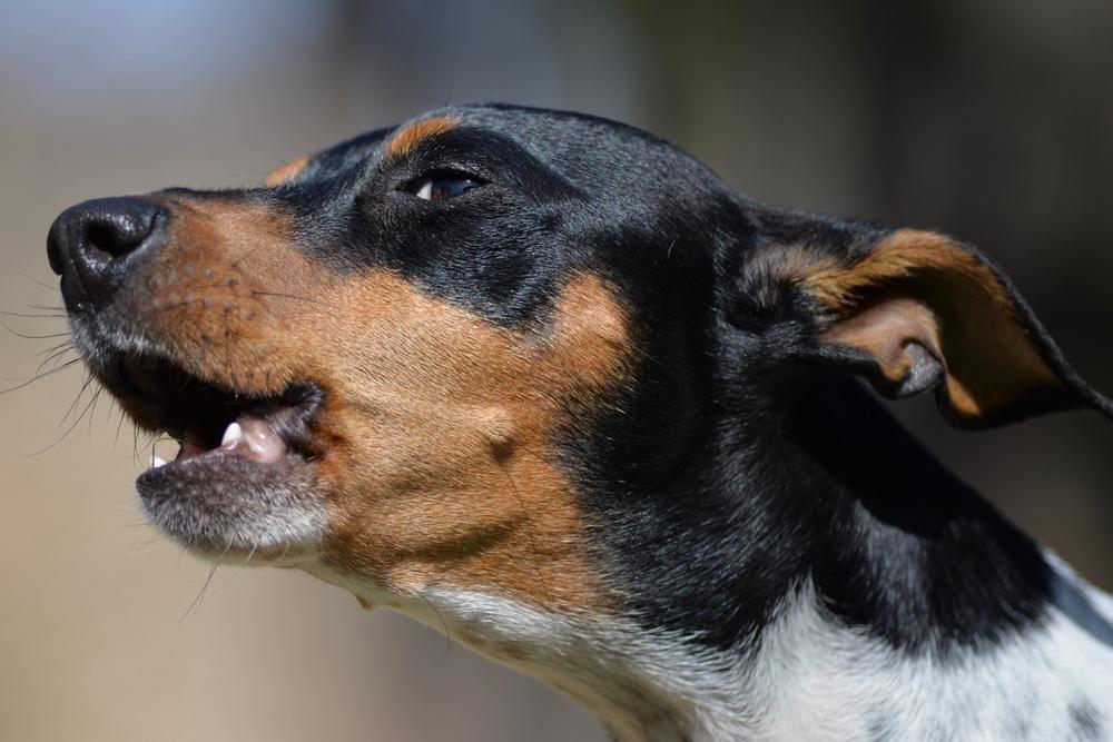 Здоровье и болезни валенсийского ратера