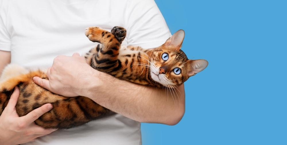 Что нельзя делать, держа кошку на руках Что нельзя делать, держа кошку на руках