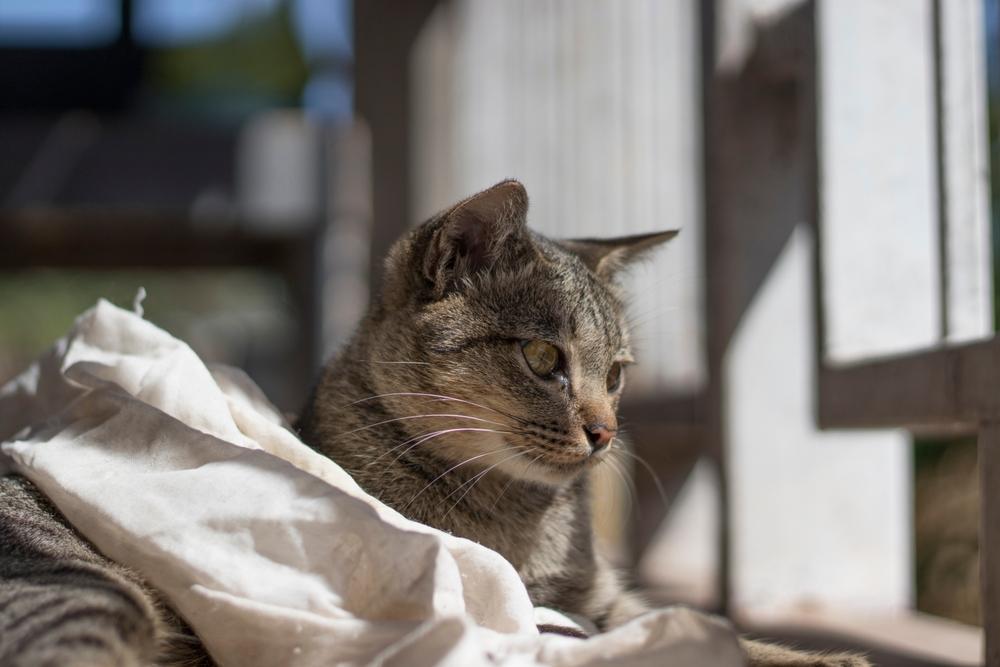 Здоровье калифорнийской сияющей кошки 