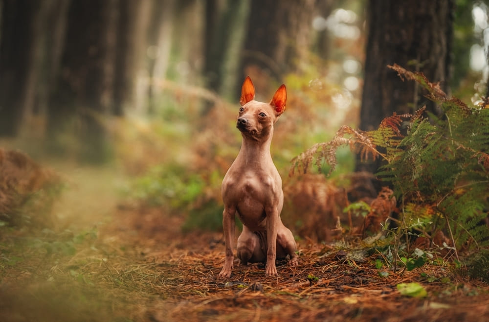 Приобретать щенка ксолоитцкуинтли лучше у проверенного заводчика