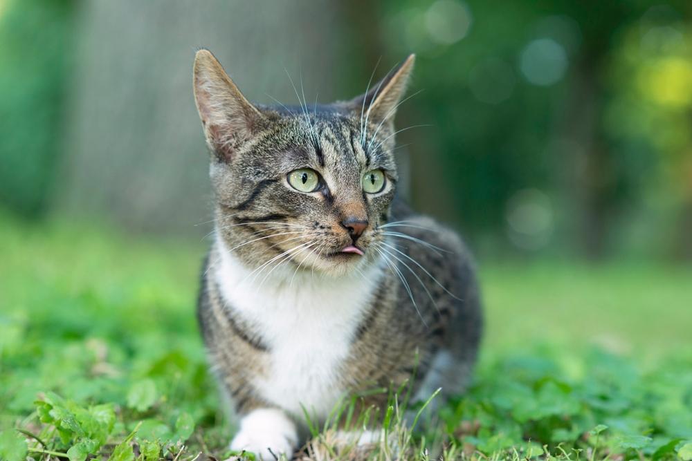 Опасные причины высовывания языка у кошек Опасные причины высовывания языка у кошек