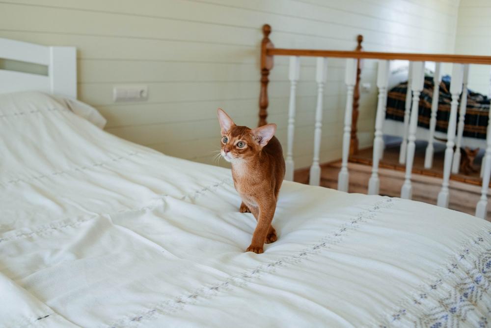 Самые неприхотливые породы кошек для частного дома: абиссинская Самые неприхотливые породы кошек для частного дома: абиссинская