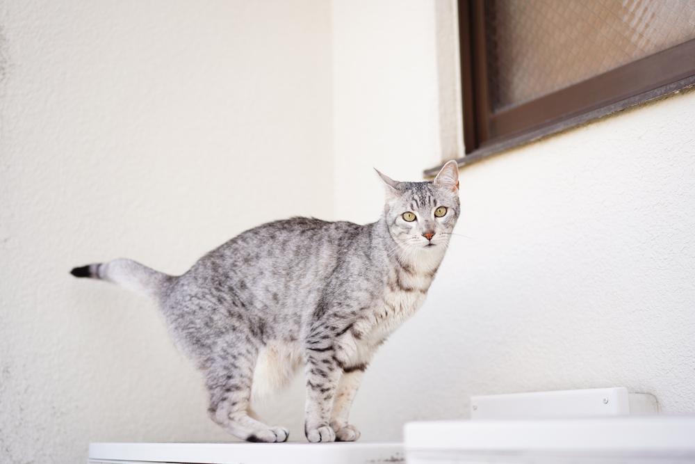 Самые красивые породы кошек: египетская мау Самые красивые породы кошек: египетская мау