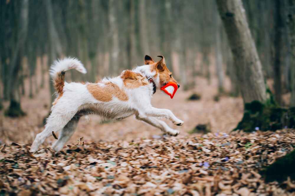 Пол не влияет на то, сколько может прожить фокстерьер