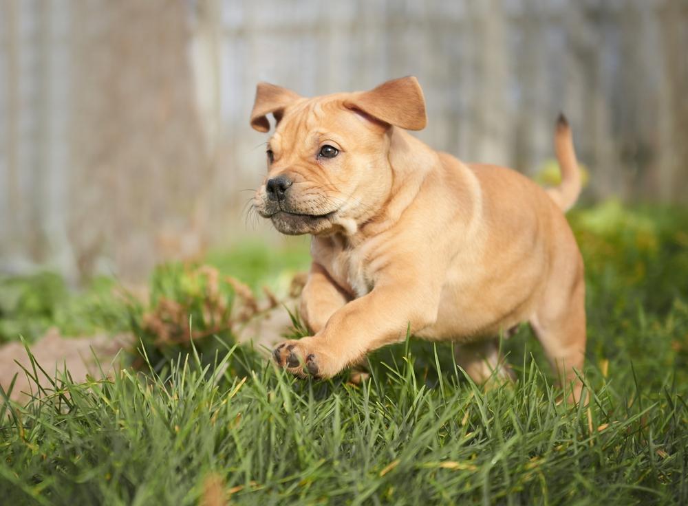 уход за ка-де-бо