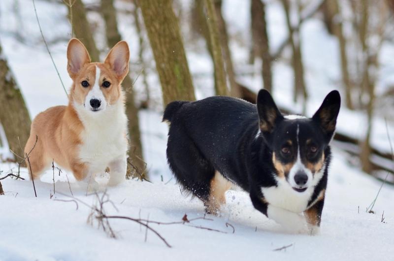 Черный и рыжий корги