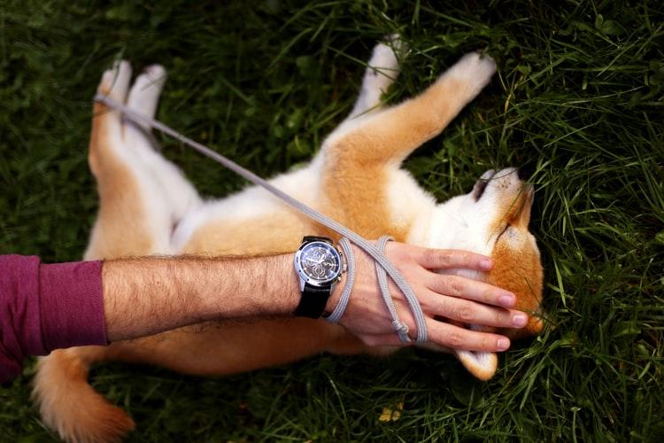 Разные виды массажа для собак