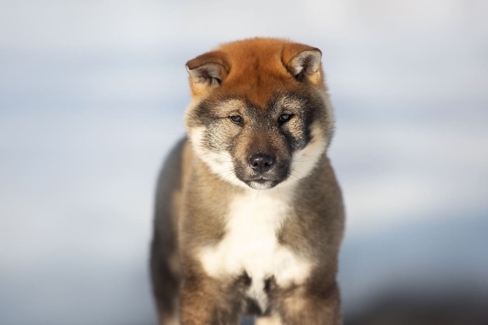 Сикоку можно содержать в вольере