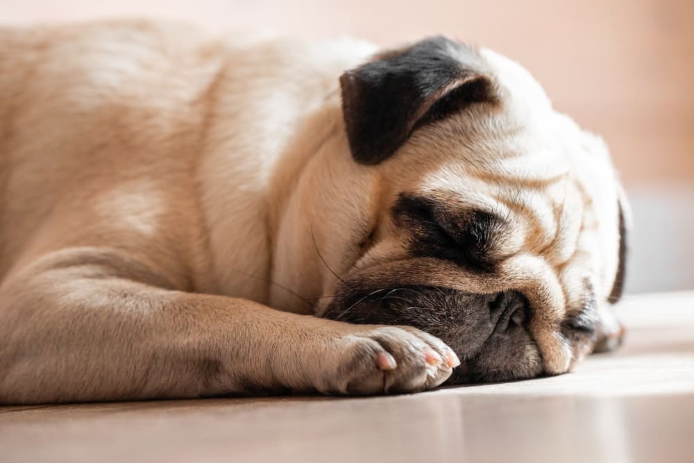 Питание влияет на то, сколько весит мопс