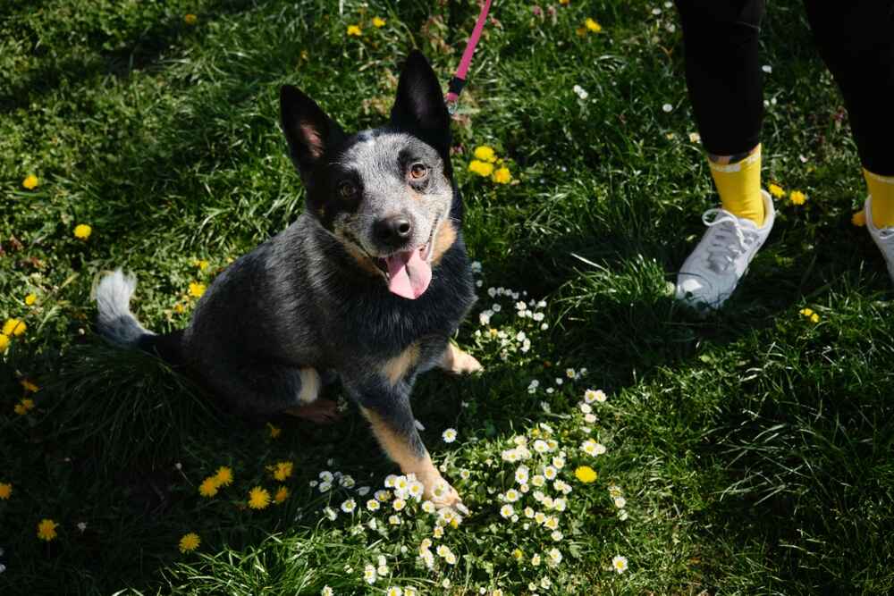 Австралийская пастушья собака нуждается в уходе и гигиене
