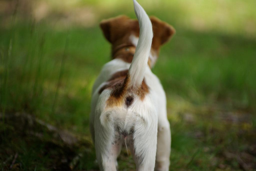 Собака ездит на попе из-за проблем с параанальными железами