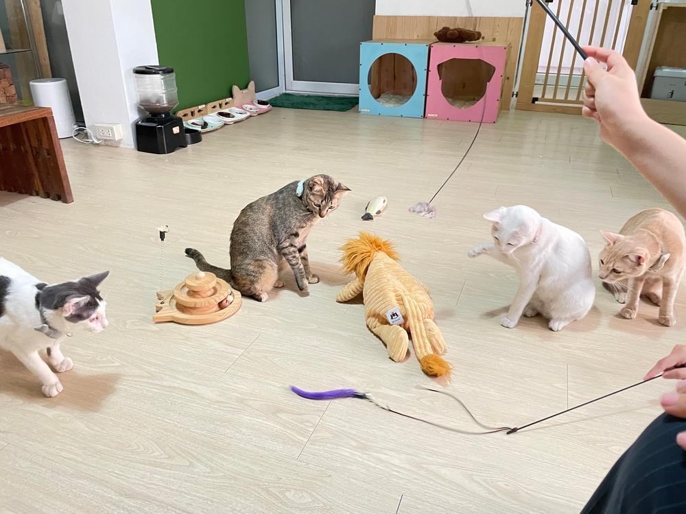 Игрушки для котенка из зоомагазина Игрушки для котенка из зоомагазина