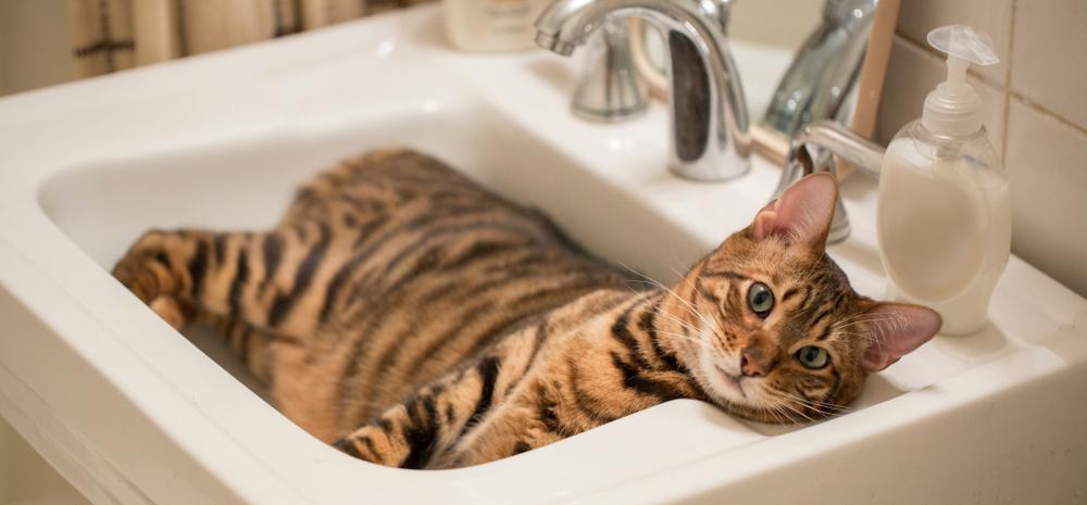 Уход за тойгером