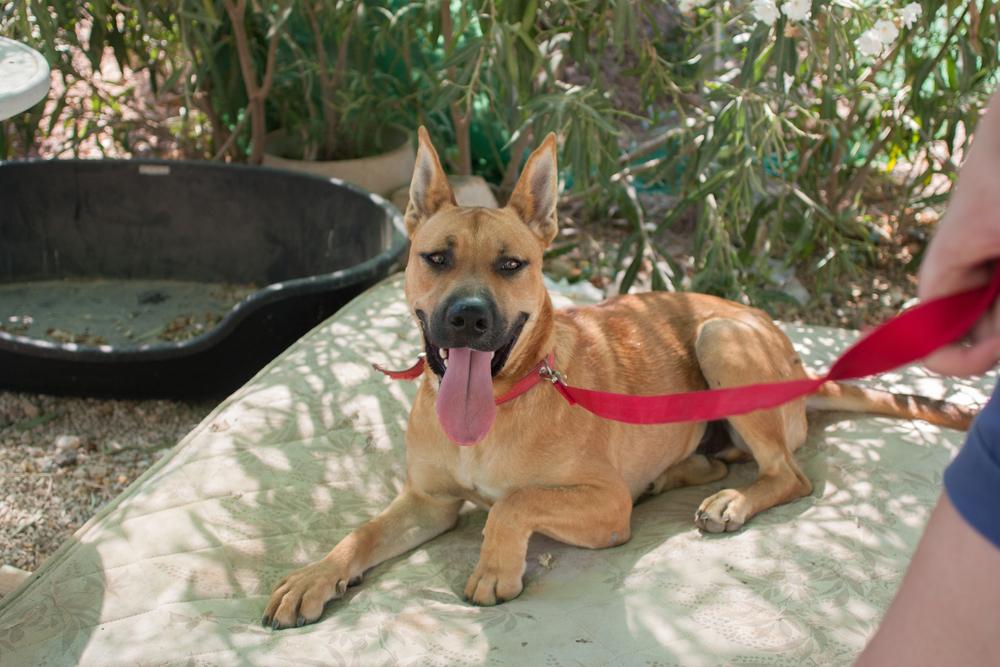 Что такое лежак для собак