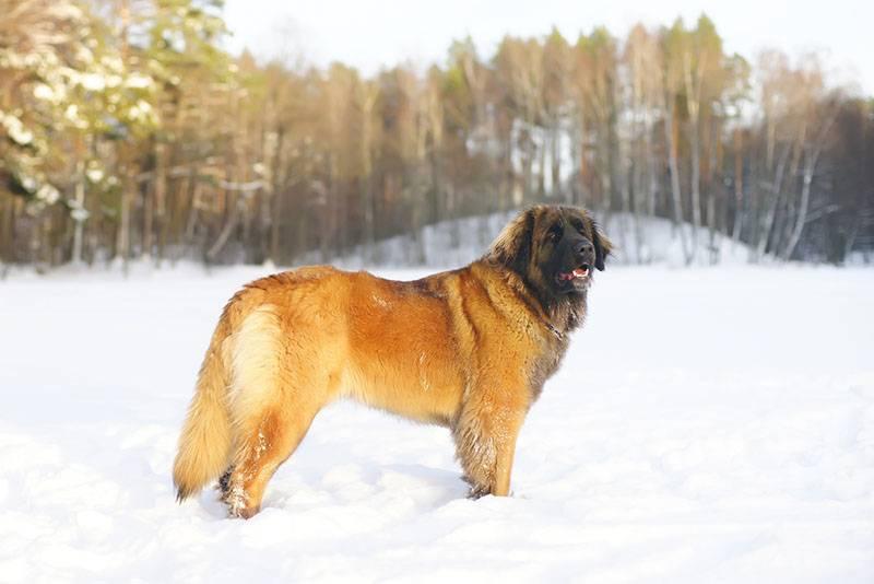 Большие породы вислоухих собак: леонбергер Большие породы вислоухих собак: леонбергер