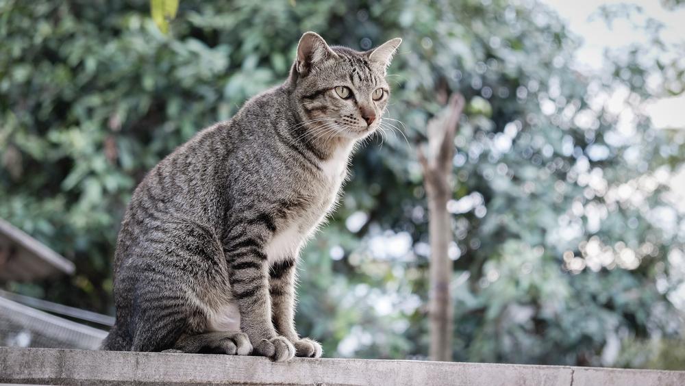 история происхождения пиксибоба