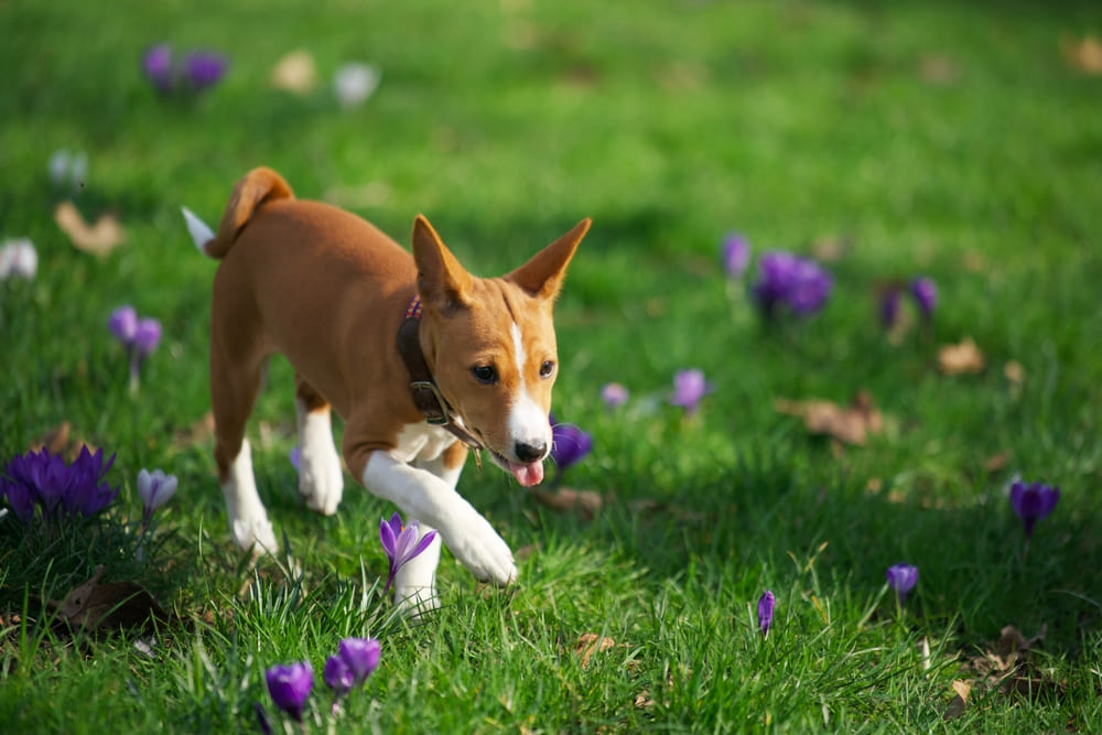 Болезни влияют на то, сколько весит басенджи