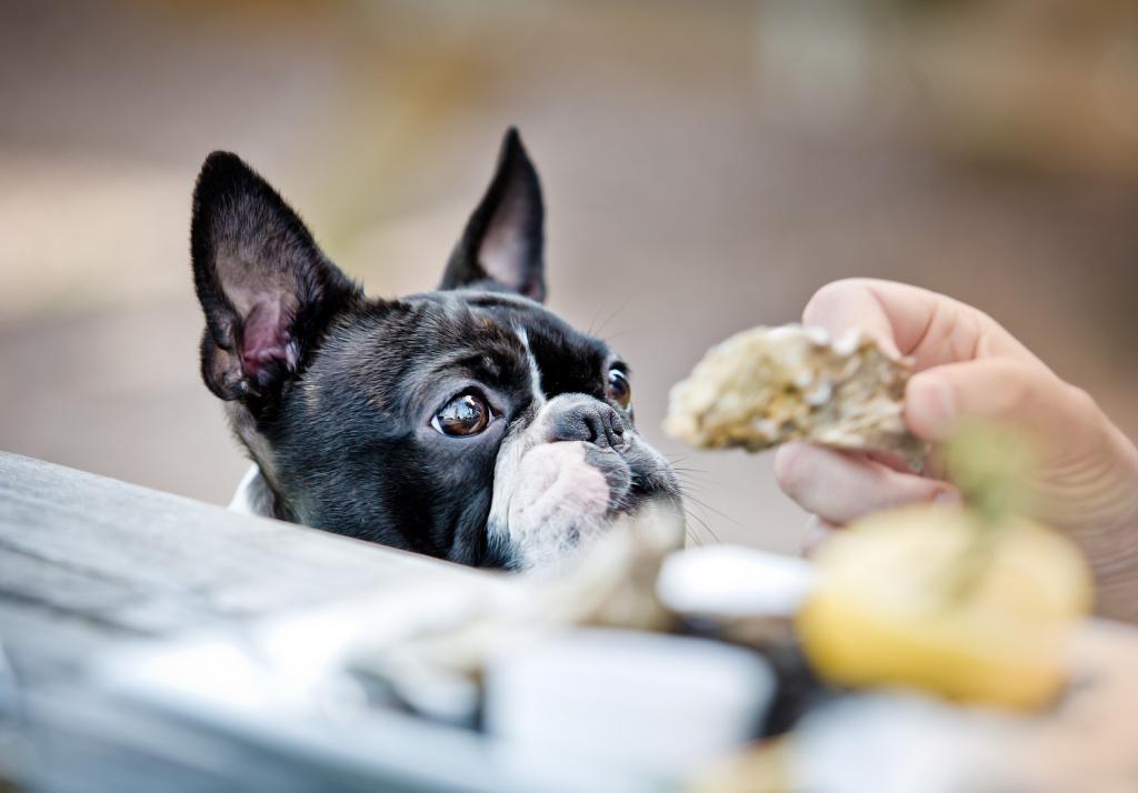 Какими субпродуктами кормить собаку