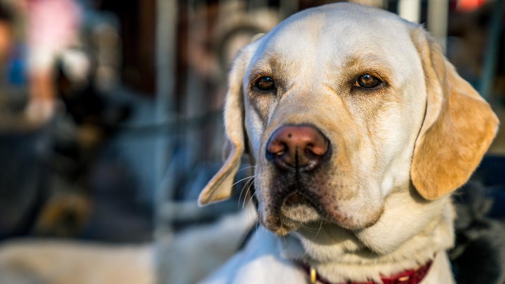 Непризнанные окрасы лабрадоров: дадли