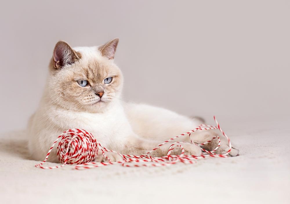 Окрасы британских кошек колор-пойнт: фавн-пойнт