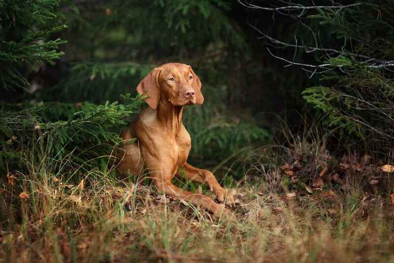 Каковы плюсы и минусы венгерской выжлы?