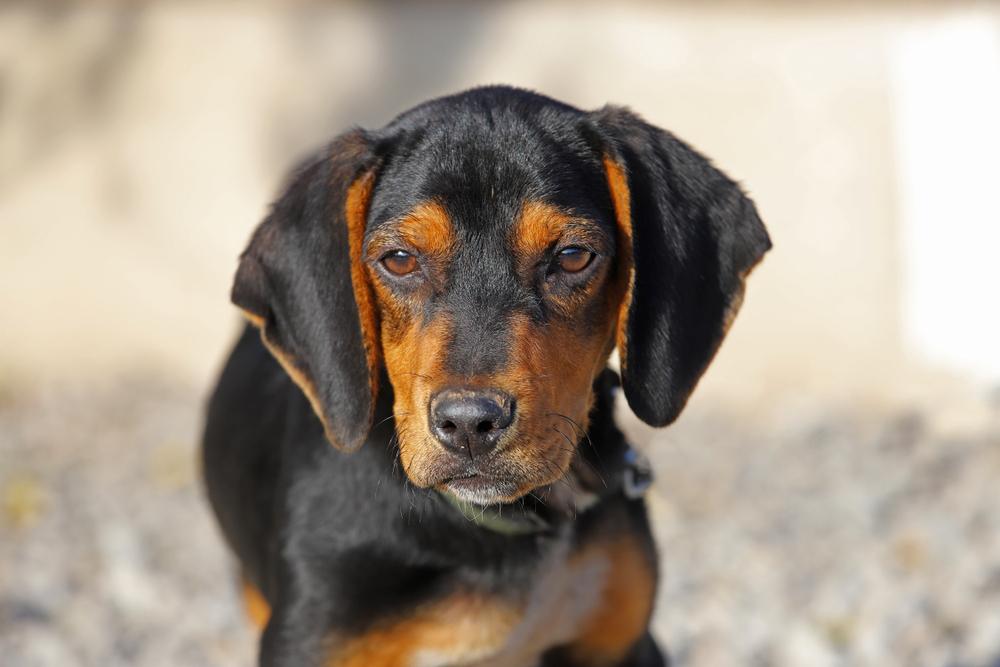 Репродуктивное здоровье австрийской гончей 