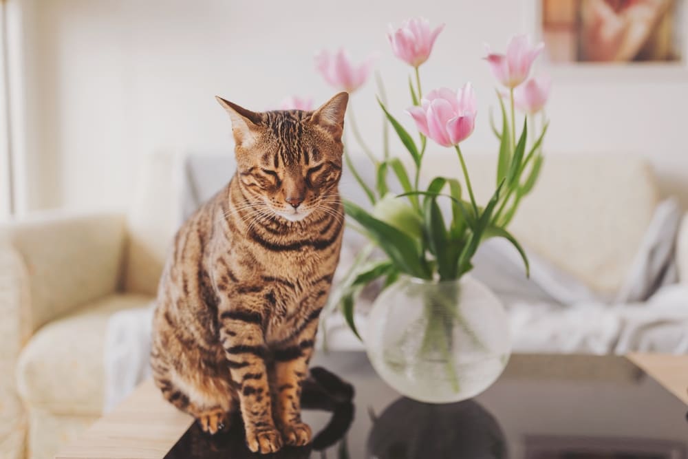 Хозяину важно знать, сколько длится беременность у бенгальской кошки