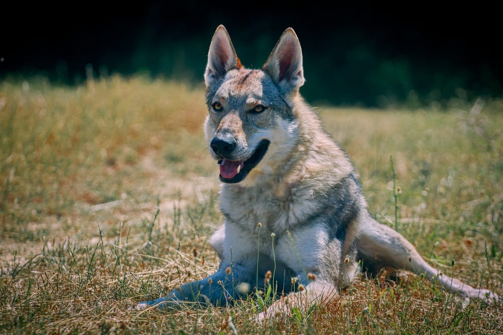 Чехословацкий влчак может демонстрировать своеволие