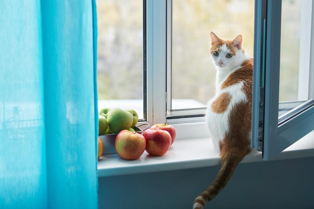 Стоит ли заводить кошку дома? Стоит ли заводить кошку дома?