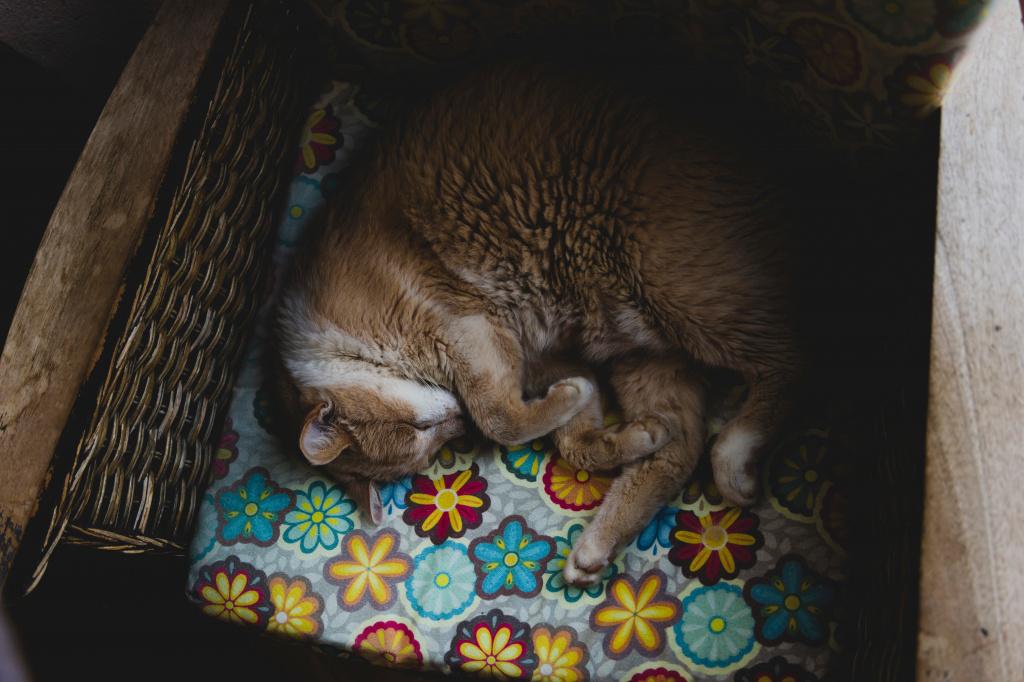 корона у кошек что это такое. Смотреть фото корона у кошек что это такое. Смотреть картинку корона у кошек что это такое. Картинка про корона у кошек что это такое. Фото корона у кошек что это такое