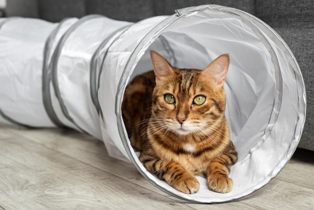 Доказана ли аллергенность бенгальских кошек?