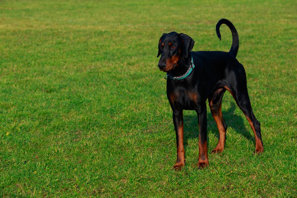 Воспитание литовской гончей