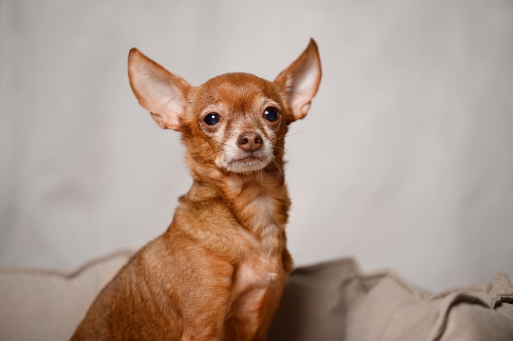 Вакцинация влияет на то, сколько проживет русский той-терьер