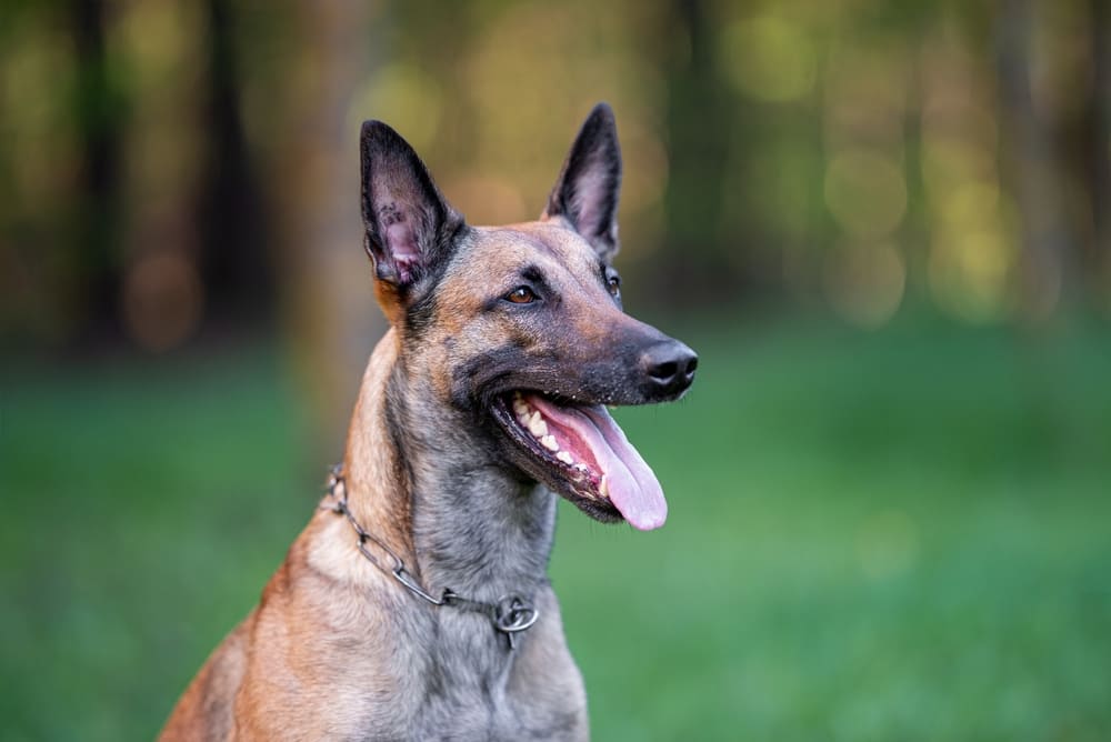 Малинуа имеют склонность к перееданию