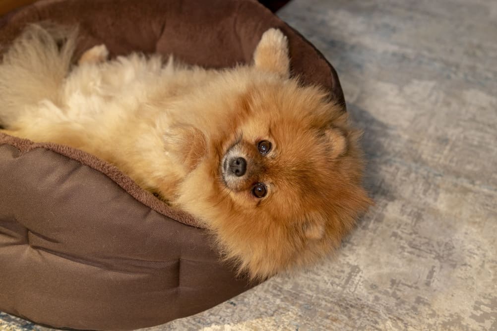 Померанские шпицы нуждаются в обучении