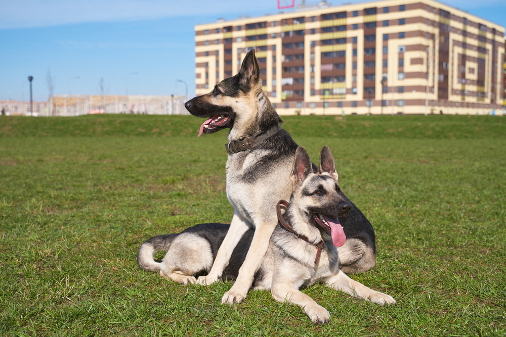 Восточноевропейская овчарка со щенками