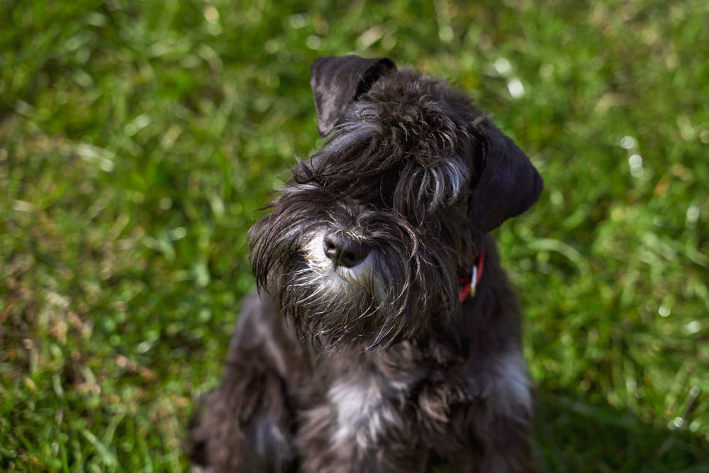 Владельцу важно знать, сколько весит цвергшнауцер в разном возрасте