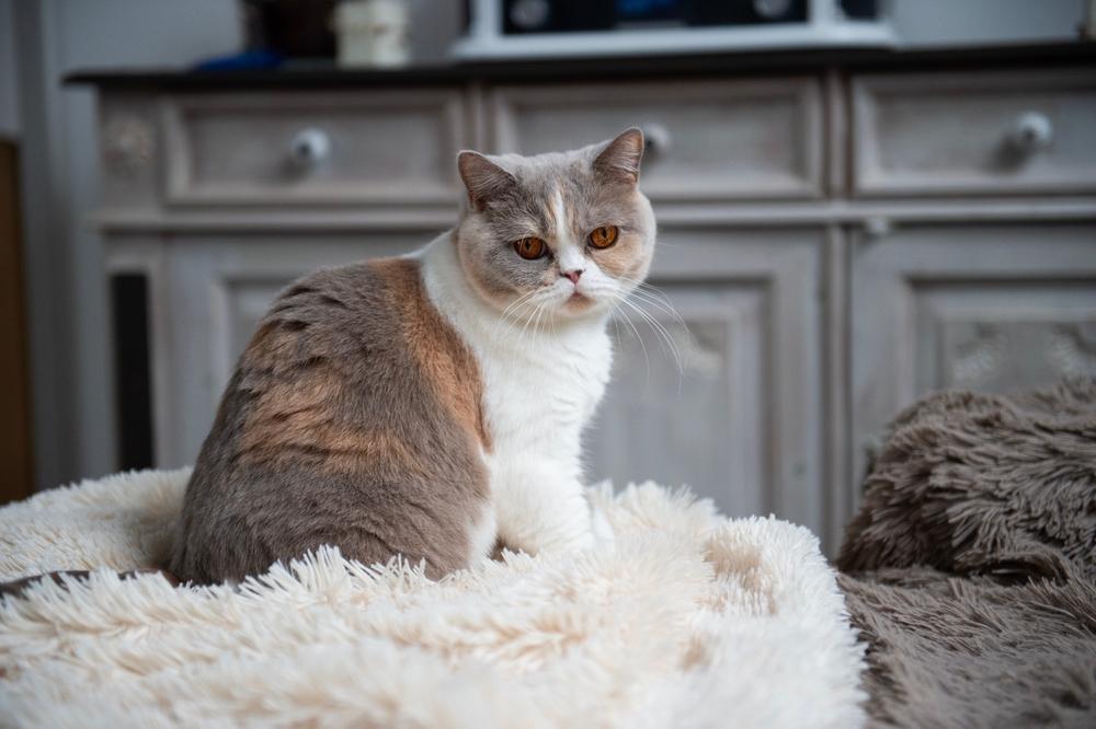 Британская кошка может быть злой из-за отсутствия кастрации