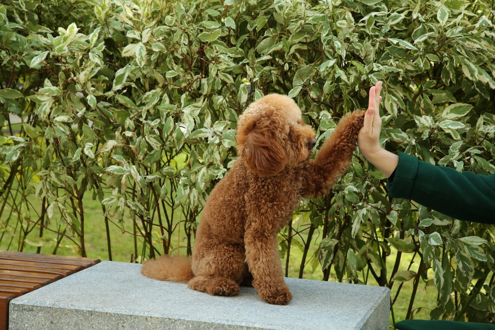 Владельцу важно знать, когда начинается течка у мальтипу