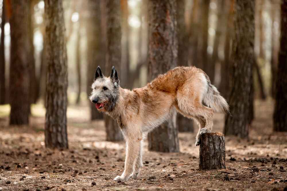 Какой уход нужен лакенуа?