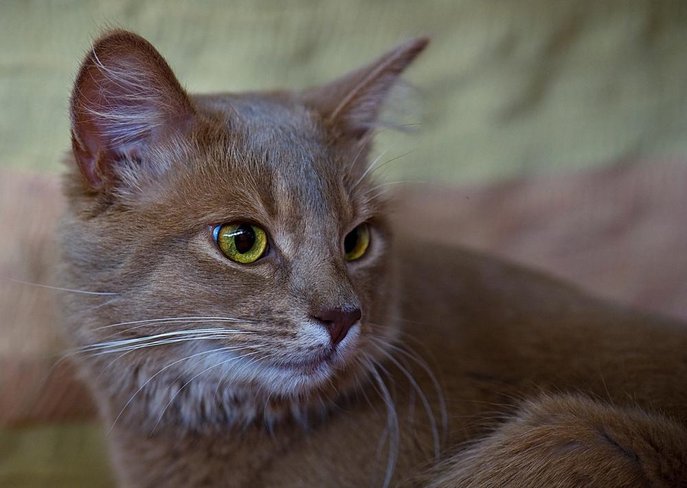 Кошки с зелеными глазами из сиамо-ориентальной группы: сомали Кошки с зелеными глазами из сиамо-ориентальной группы: сомали