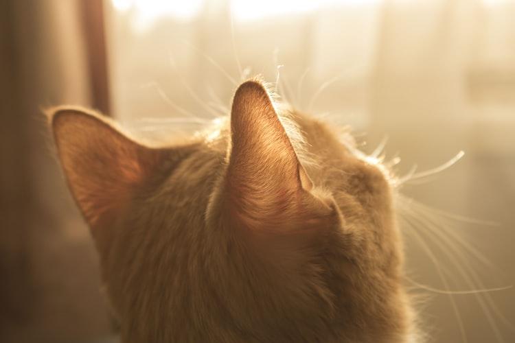 Как правильно почистить уши кошке