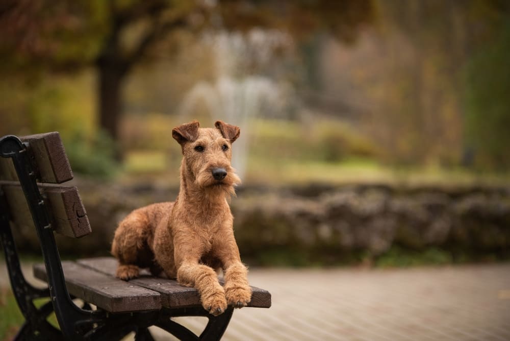 Так выглядит ирландский терьер