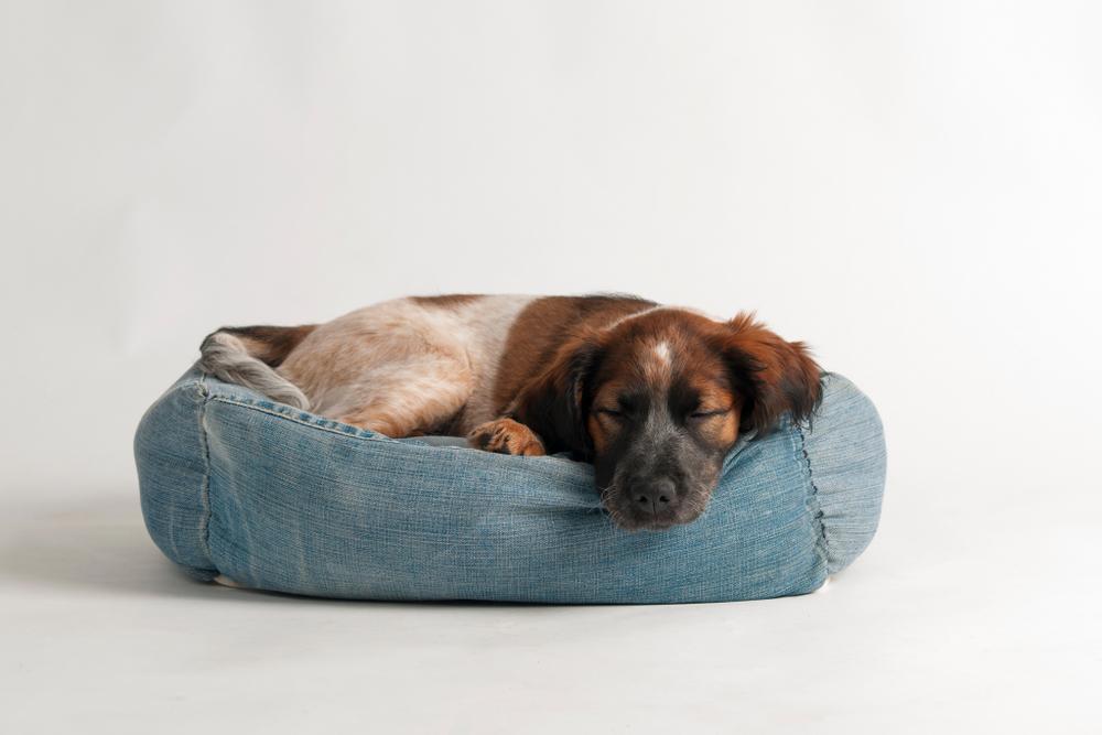 Приучение щенка к лежаку