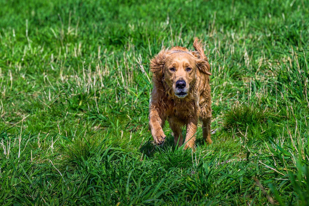 Золотистые ретриверы могут страдать от такой болезни, как ожирение