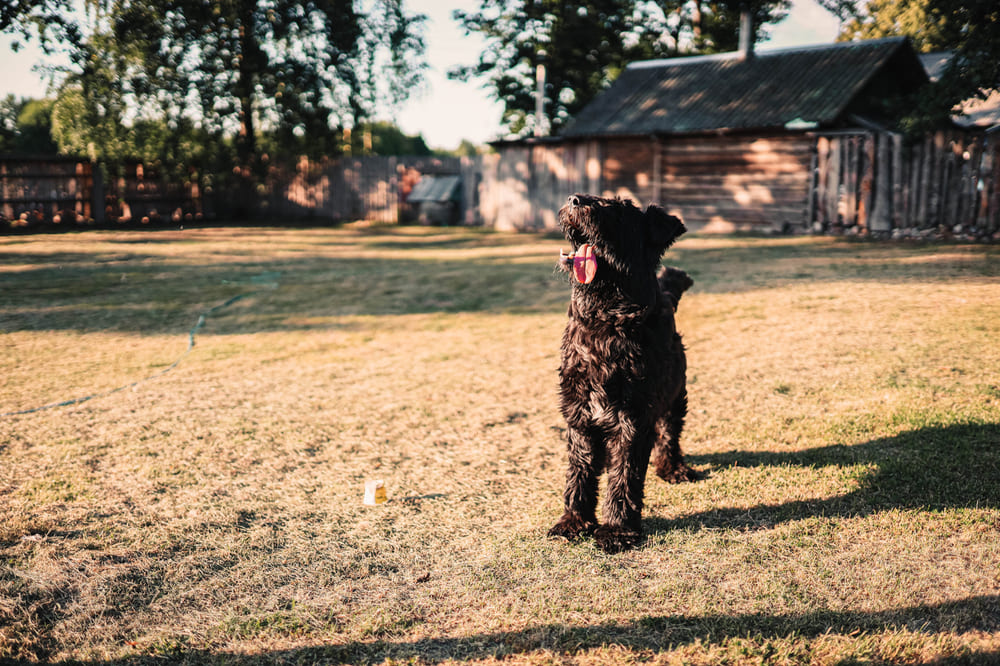 Фландрийского бувье нужно воспитывать