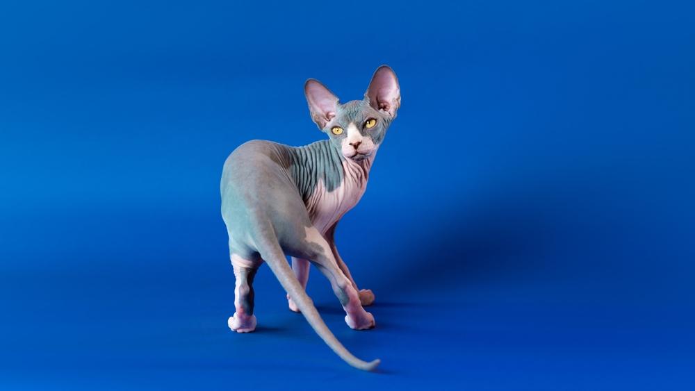 Окрасы сфинксов с белым цветом: биколор Окрасы сфинксов с белым цветом: биколор