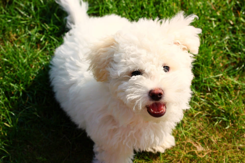 Глаза собаки породы болоньез нуждаются в очищении